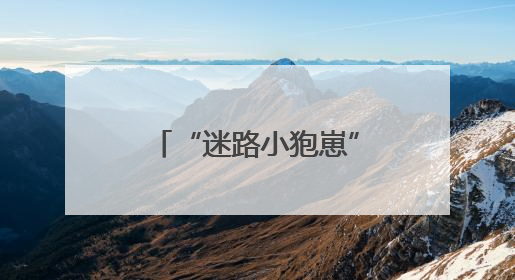 “迷路小狍崽”落单蜷缩草丛中，民警暖心救助