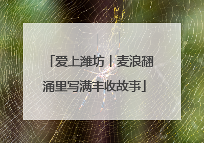 爱上潍坊丨麦浪翻涌里写满丰收故事