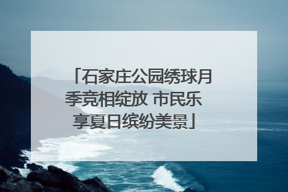 石家庄公园绣球月季竞相绽放 市民乐享夏日缤纷美景
