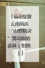 琼花绽放 云南凤庆“山野精灵”舞动原始森林（组图）