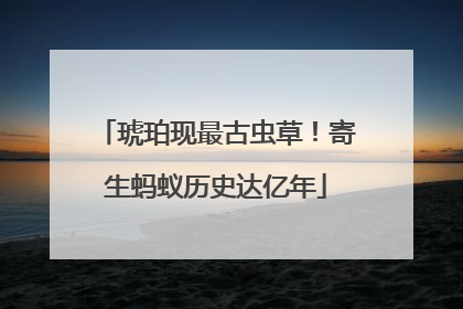 琥珀现最古虫草！寄生蚂蚁历史达亿年