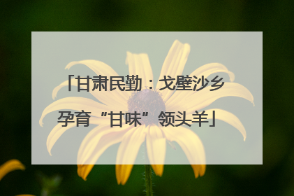 甘肃民勤：戈壁沙乡孕育“甘味”领头羊