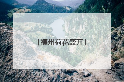 福州荷花盛开