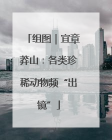 组图｜宜章莽山：各类珍稀动物频“出镜”