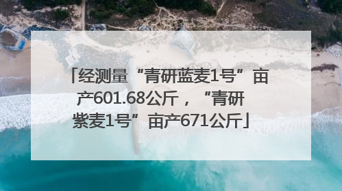 经测量“青研蓝麦1号”亩产601.68公斤，“青研紫麦1号”亩产671公斤
