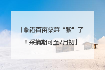 临港百亩桑葚“紫”了！采摘期可至7月初