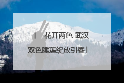 一花开两色 武汉双色睡莲绽放引客