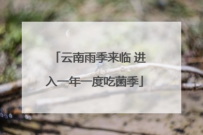 云南雨季来临 进入一年一度吃菌季
