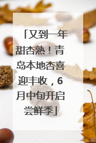 又到一年甜杏熟！青岛本地杏喜迎丰收，6月中旬开启尝鲜季