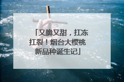 又脆又甜，扛冻扛裂！烟台大樱桃新品种诞生记