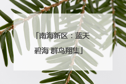 南海新区:蓝天碧海 群鸟翔集