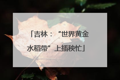 吉林：“世界黄金水稻带”上插秧忙