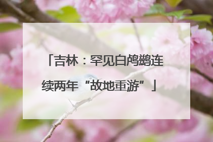 吉林：罕见白鸬鹚连续两年“故地重游”