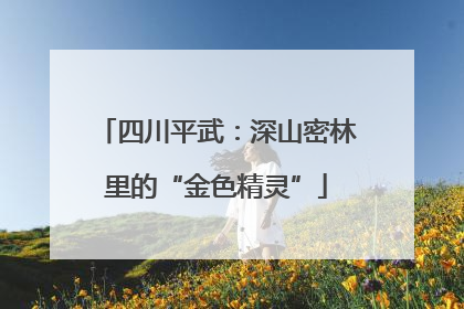四川平武：深山密林里的“金色精灵”