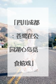 四川成都：苍鹭在公园湖心岛觅食嬉戏