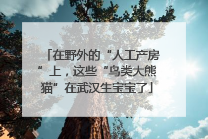 在野外的“人工产房”上，这些“鸟类大熊猫”在武汉生宝宝了