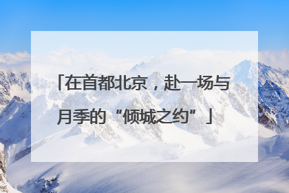 在首都北京，赴一场与月季的“倾城之约”