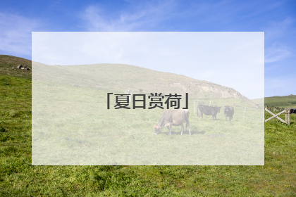 夏日赏荷