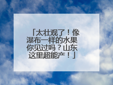 太壮观了！像瀑布一样的水果你见过吗？山东这里超能产！