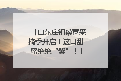 山东庄镇桑葚采摘季开启！这口甜蜜绝绝“紫”！