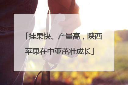 挂果快、产量高，陕西苹果在中亚茁壮成长