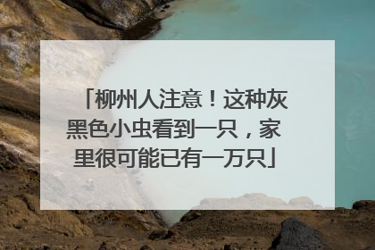 柳州人注意！这种灰黑色小虫看到一只，家里很可能已有一万只
