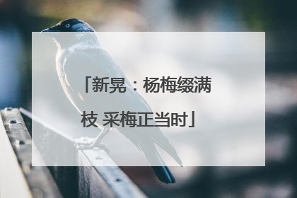 新晃：杨梅缀满枝 采梅正当时