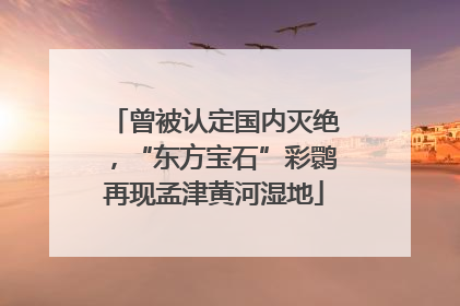 曾被认定国内灭绝，“东方宝石”彩鹮再现孟津黄河湿地