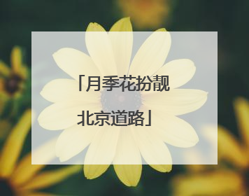 月季花扮靓北京道路