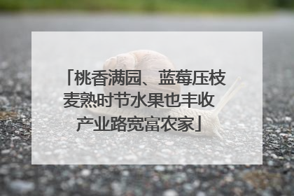 桃香满园、蓝莓压枝 麦熟时节水果也丰收 产业路宽富农家