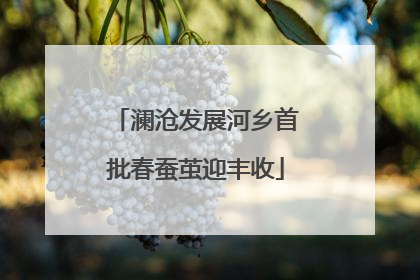 澜沧发展河乡首批春蚕茧迎丰收