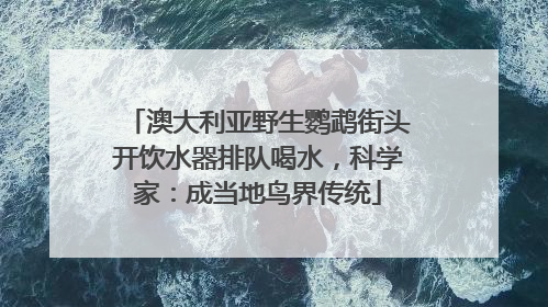 澳大利亚野生鹦鹉街头开饮水器排队喝水，科学家：成当地鸟界传统