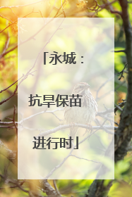 永城：抗旱保苗进行时