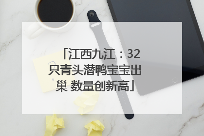 江西九江：32只青头潜鸭宝宝出巢 数量创新高