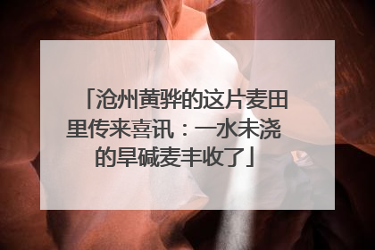 沧州黄骅的这片麦田里传来喜讯：一水未浇的旱碱麦丰收了