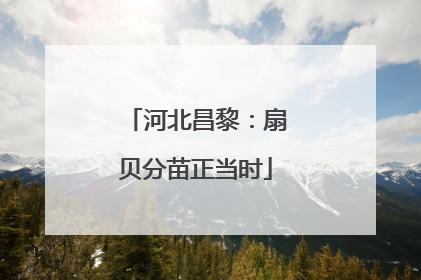 河北昌黎：扇贝分苗正当时