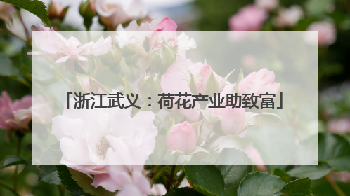 浙江武义：荷花产业助致富