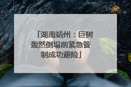 湖南靖州：巨树轰然倒塌前紧急管制成功避险
