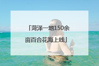 菏泽一地150余亩百合花海上线