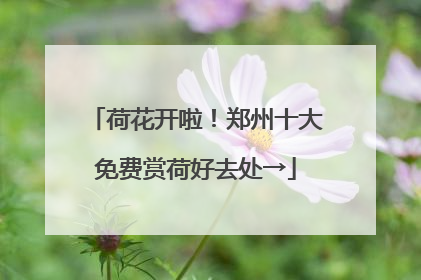 荷花开啦！郑州十大免费赏荷好去处→