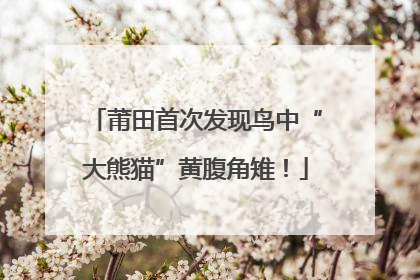 莆田首次发现鸟中“大熊猫”黄腹角雉！
