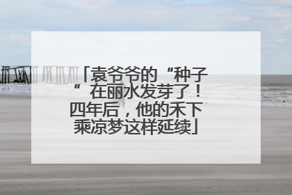 袁爷爷的“种子”在丽水发芽了！四年后，他的禾下乘凉梦这样延续
