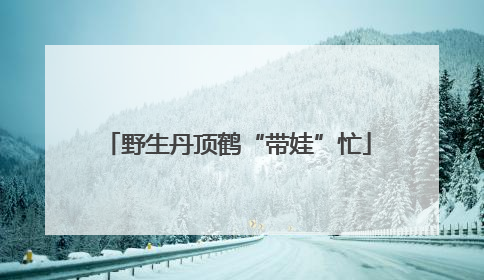 野生丹顶鹤“带娃”忙
