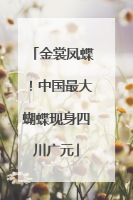 金裳凤蝶！中国最大蝴蝶现身四川广元