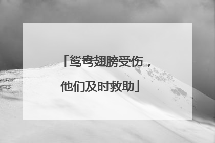 鸳鸯翅膀受伤，他们及时救助